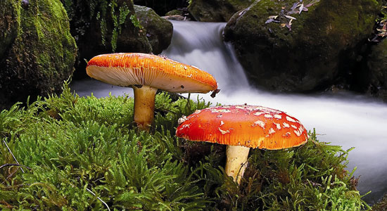 Dos amanita muscaria fotografiados en el río Majaceite, Parque Natural de la sierra de Grazalema. Foto de Juan Tébar