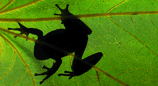 Imagen de la silueta de una rana a través de una hoja