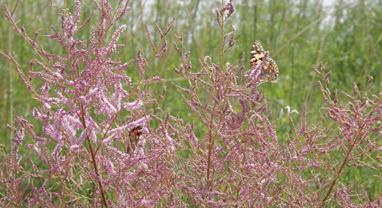 Brezos con mariposas y bosque al fondo