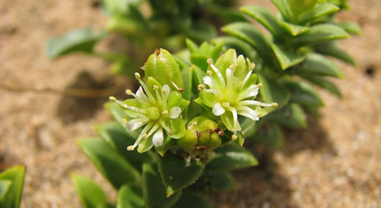 Un ejemplar de la arenaria de mar o hierba de la sal (Honckenya peploides)