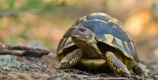 Saliendo de la extinción: nuevas estrategias de conservación de la tortuga mediterránea