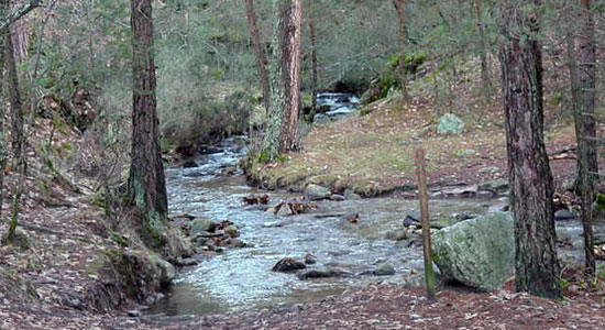 Paisaje de un riachuelo serpenteando entre árboles