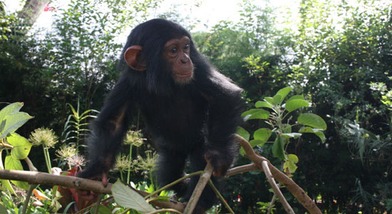 Programa de medidas sanitarias de las comunidades para la protección de la biodiversidad en la provincia de Kivu sur, R.D. del Congo