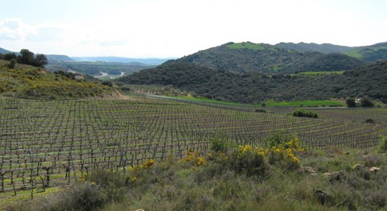 Paisaje de un viñedo con montañas al fondo