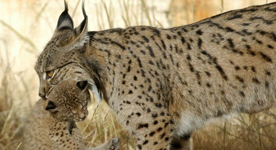 Lince llevando su cachorro en la boca