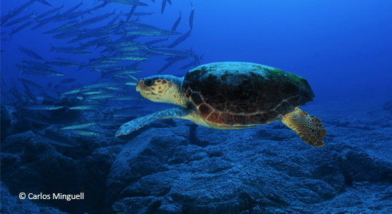 Una tortuga marina del Mediterráneo