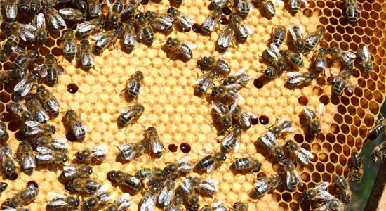 Abejas en un panal