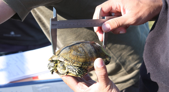 Un colaborador de la Fundación Naturaleza y Hombre tomando las medidas de una tortuga