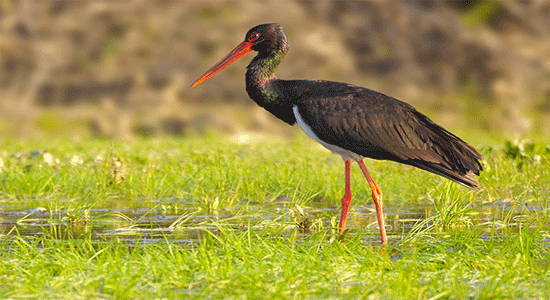 Conservación de la biodiversidad en el oeste ibérico