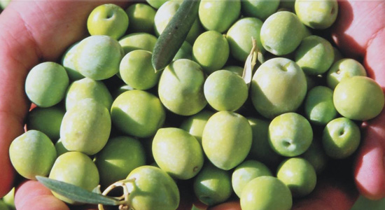Los olivos ecológicos recolectados en las manos del agricultor