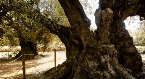 Tronco de uno de los olivos milenarios de Tula del Senia