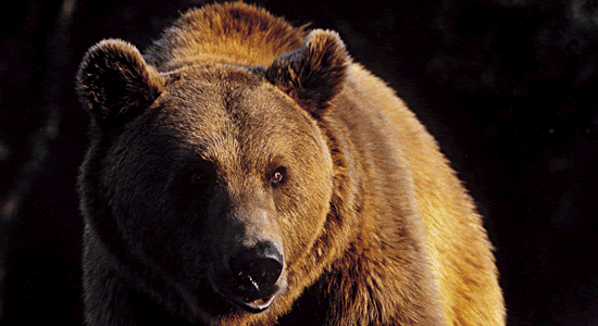 Un ejemplar de oso cantábrico