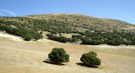 Dos encinas destacando en primer plano con montaña al fondo
