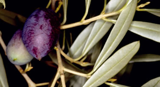 Frutos del olivo en su rama