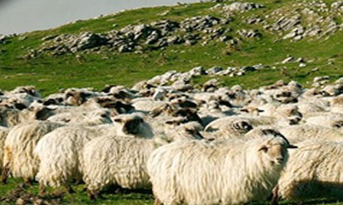 Ovejas en los pastizales del Parque Naturale de Aralar