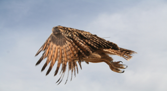 Momento de la liberación de un Búho real (Bubo bubo). Foto de BRIZNAL