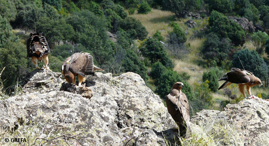 Un grupo de 4 ejemplares de águila perdicera encima de un roquedo