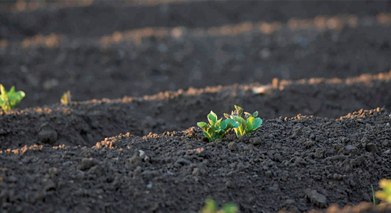 Brotes verdes asomándos de la tierra en un huerto