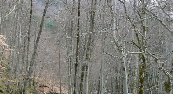 Paisaje otoñal en la reserva de la biosfera Urbión