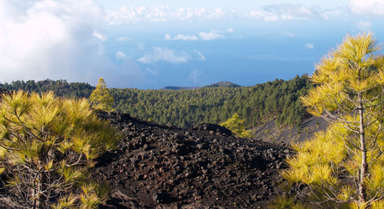 Paisaje de un pinar en la Isla de Palma