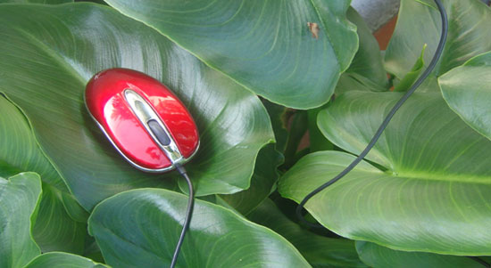 Ratón de ordenador rojo sobre hoja verde