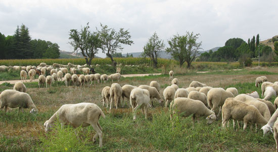 Ovejas pastando en una pradera