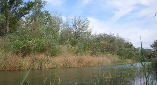 El Ebro asu paso por Flix forma un meandro donde se aprovecha para el cultivo de olivares