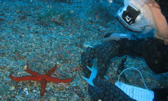 Un buzo examinando una estrella de mar
