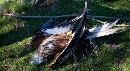 Un águila muerta víctima de un cebo envenenado