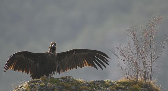 Son Pons: un núcleo zoológico para la recuperación de los buitres en Europa