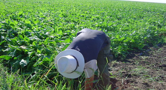 Un agricultor trabajando en su parcela