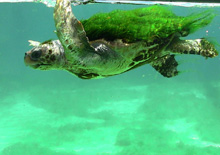 Results of the “World Year for Biodiversity” project presented