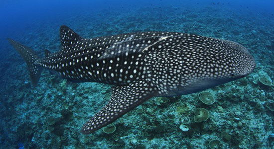A favor de la biodiversidad, un mar de esperanza