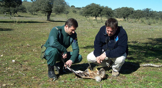 Un colaborador de SEO/Birdlife con un agente observando un ave muerto por veneno