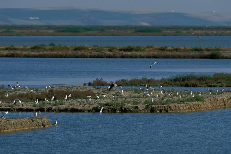 AQUABIRD: Puesta en valor del papel de la acuicultura en el fomento de la diversidad ornitológica en la Red Natura 2000