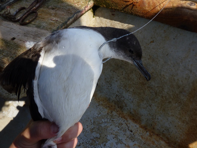 Reducción de la captura de aves marinas en los palangreros artesanales del levante español: medidas de mitigación