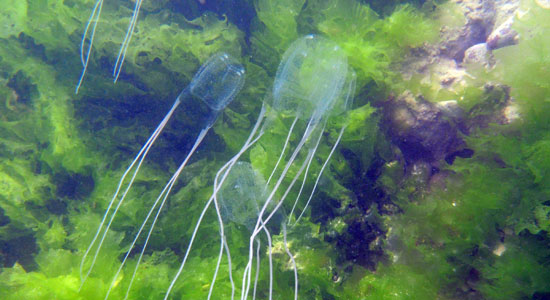 Ejemplar de cubomedusa fotografiado en el fondo marino