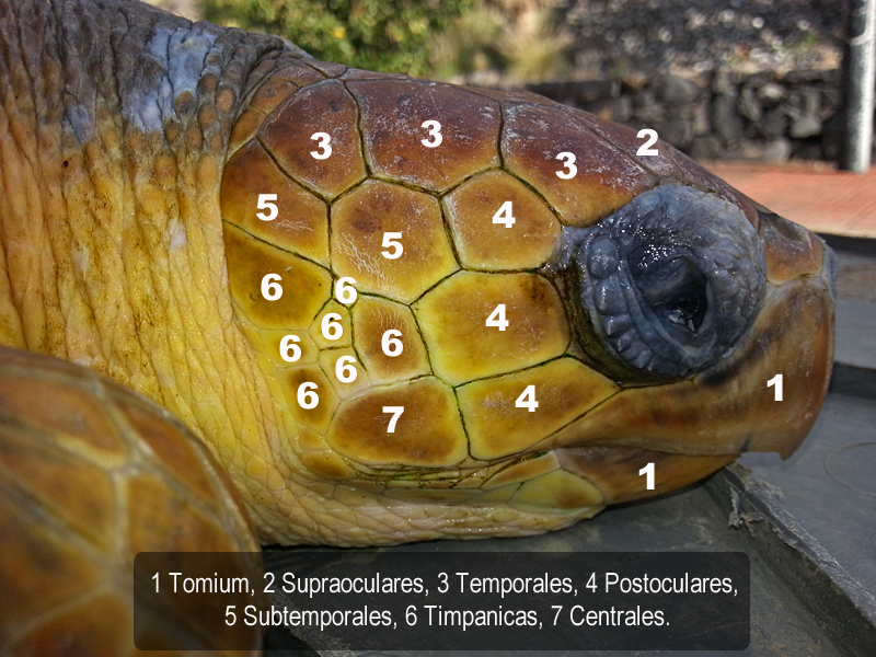 PITMAR – Puesta en marcha del programa de fotoidentificación de tortugas marinas