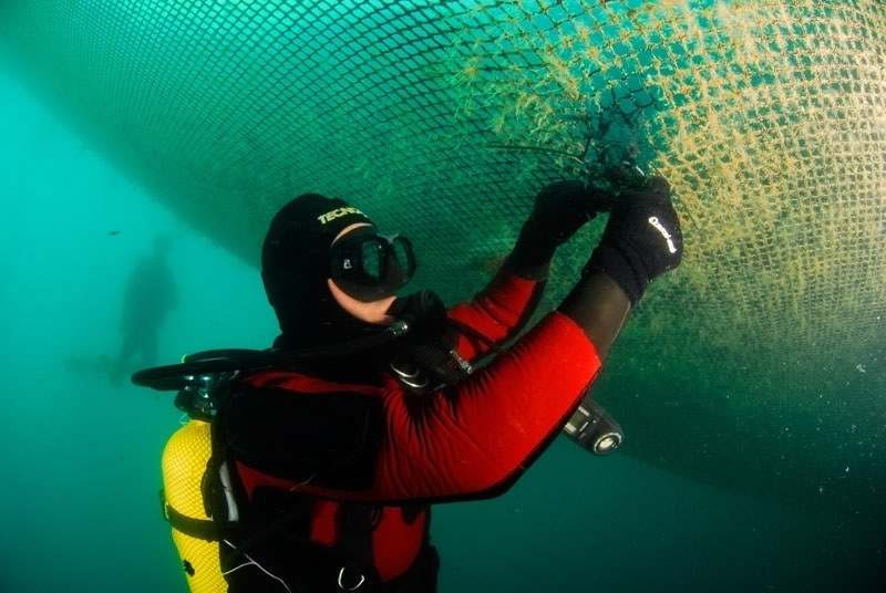 Prevención y mitigación de escapes de peces en acuicultura en mar abierto