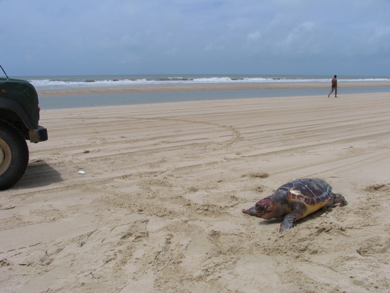 Reducción de capturas accidentales de tortugas marinas en la pesca y fomento de la recuperación de individuos afectados