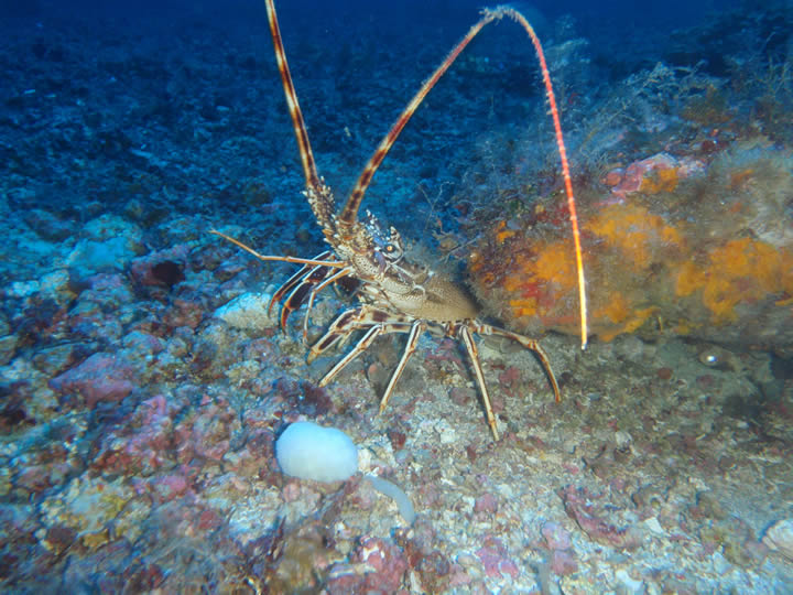 Impacto acumulado de la pesca artesanal sobre el maërl y desarrollo de medidas para la compatibilización de su conservación y la pesca