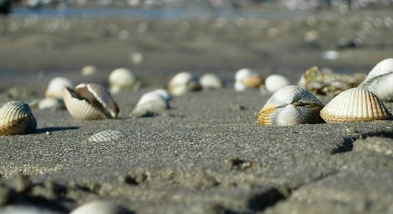 Berberechos en una playa