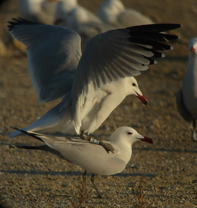 Pardelas, una de las aves amenazadas del Levante español