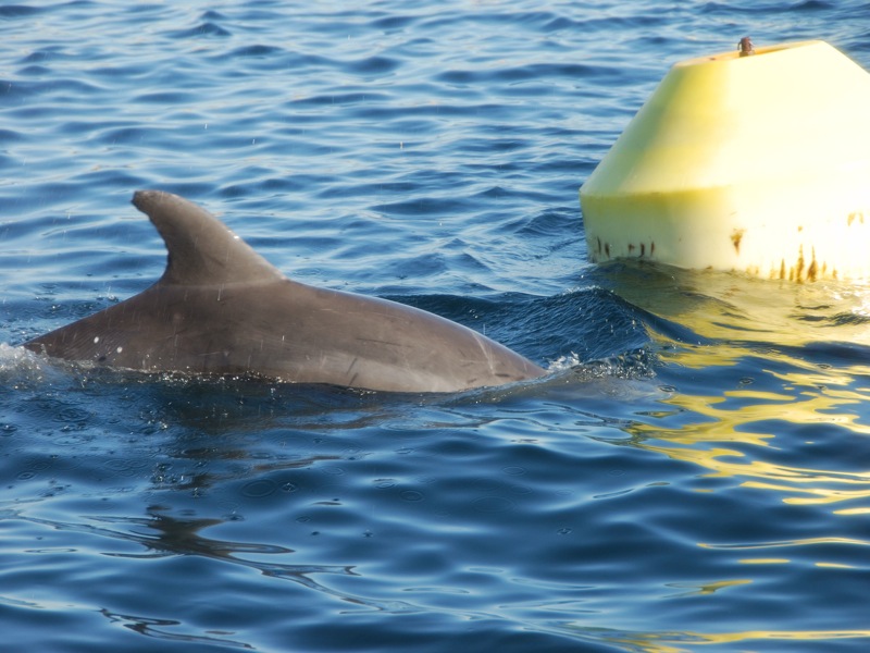 Acuicultura y delfines: colaboración en la creación de bases científicas para una gestión en Red Natura 2000