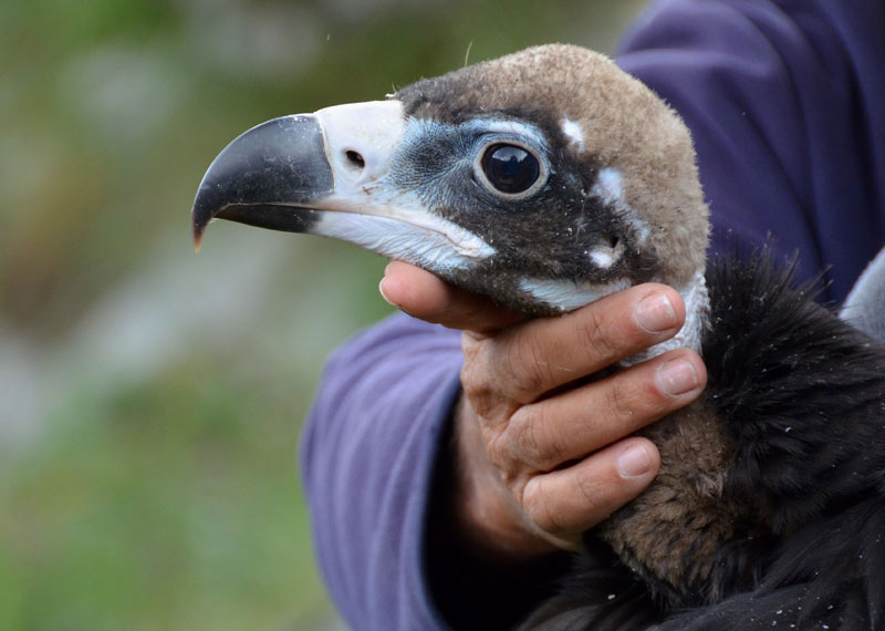 Reintroducción del buitre negro en los Pirineos
