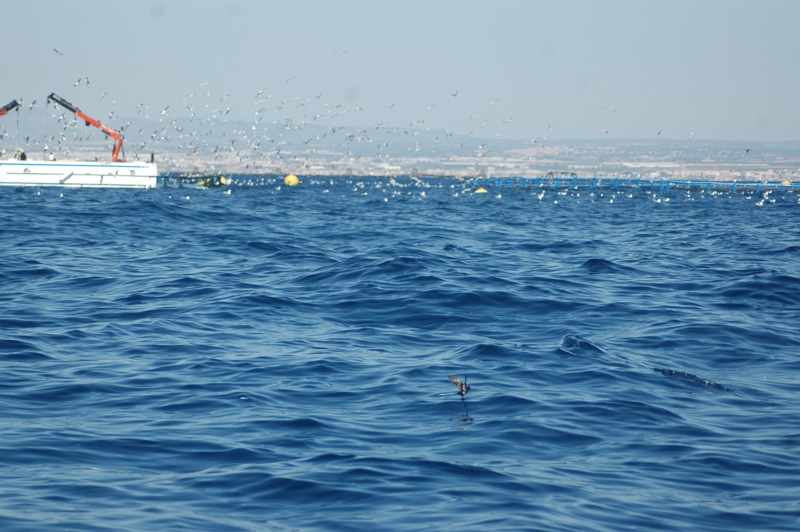 Interacciones de la acuicultura marina en jaulas flotantes y la conservación de las aves marinas: El caso del paiño europeo