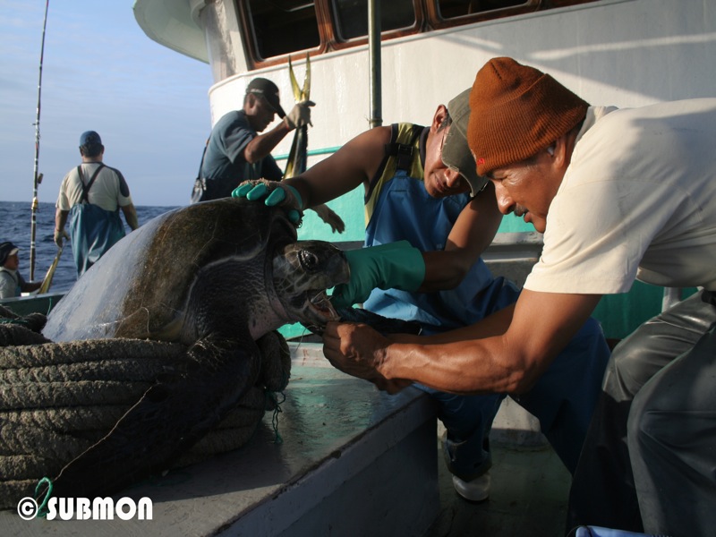 Formación de pescadores artesanales para aumentar la supervivencia de tortugas marinas y otras especies protegidas