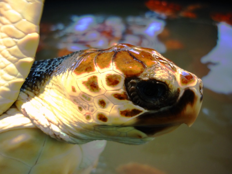 Reducción de capturas accesorias de tortugas marinas y tiburones en el Atlántico español y área del Estrecho