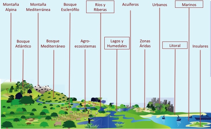 Evaluación del servicio de la pesca en los ecosistemas acuáticos de España