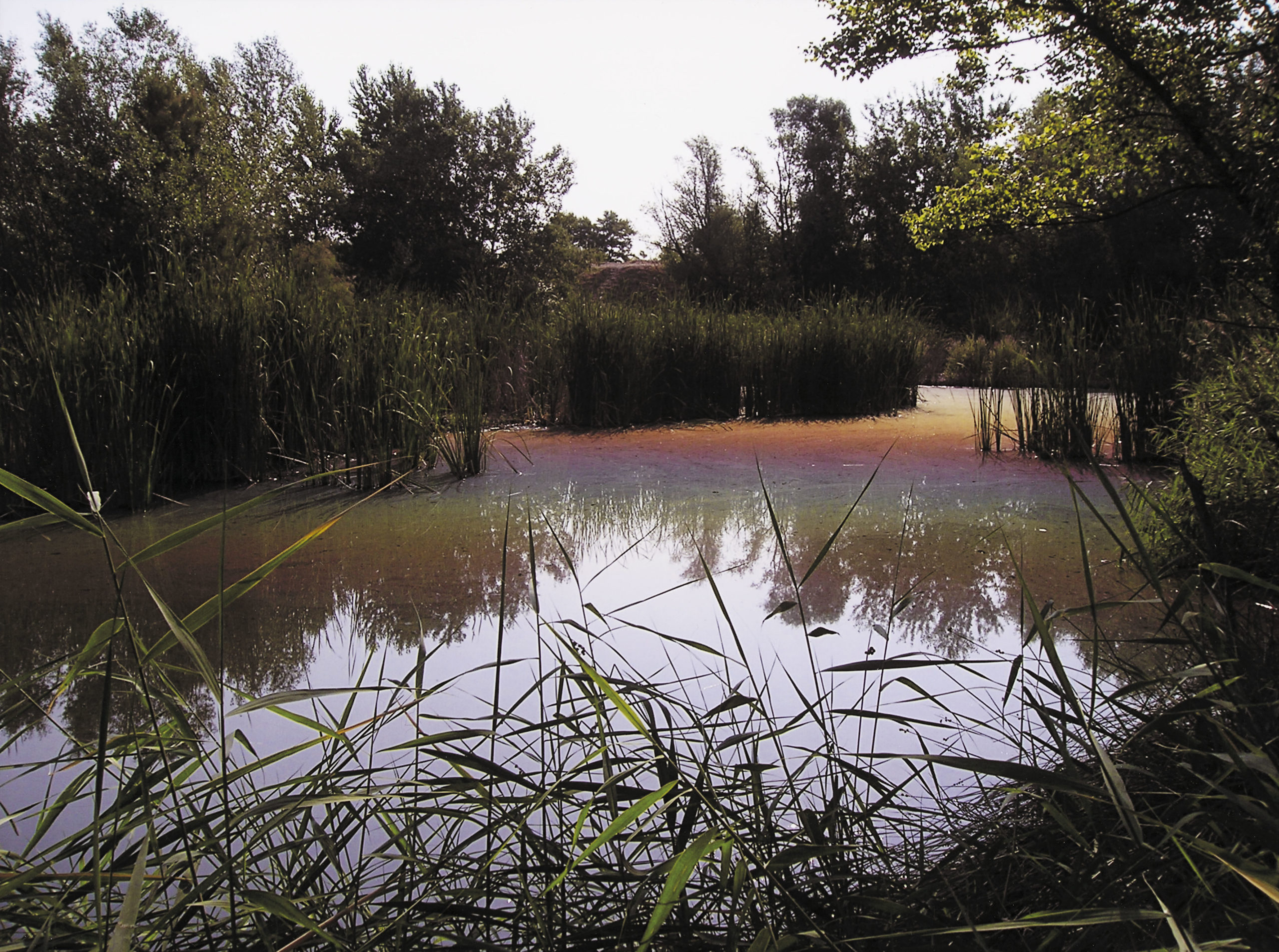 convocatoria de ayudas para actividades relacionadas con la biodiversidad